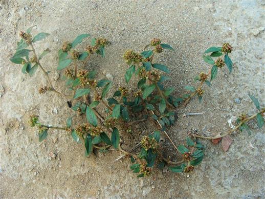 Euphorbia hirta